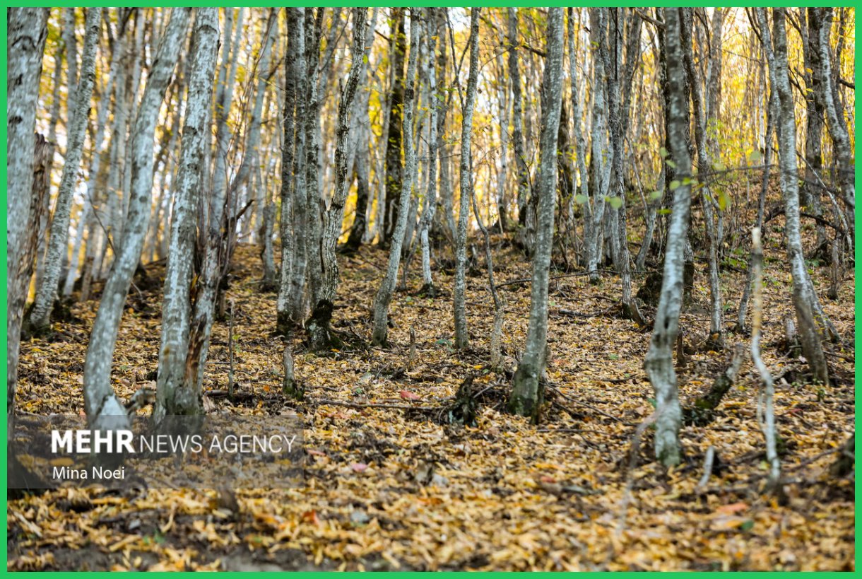 نشست کارگروه ملی طبیعت‌گردی با محور حفاظت و توسعه پایدار برگزار شد