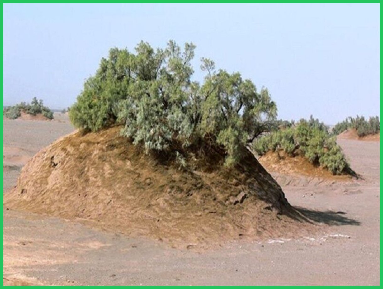 ثبت ملی جاذبه‌های کاشان؛ از نبکاها تا درخت چنار کهن‌سال